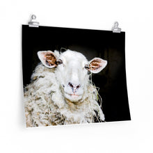 sheep photography print