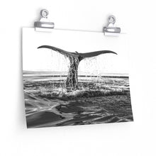 whale tail art print