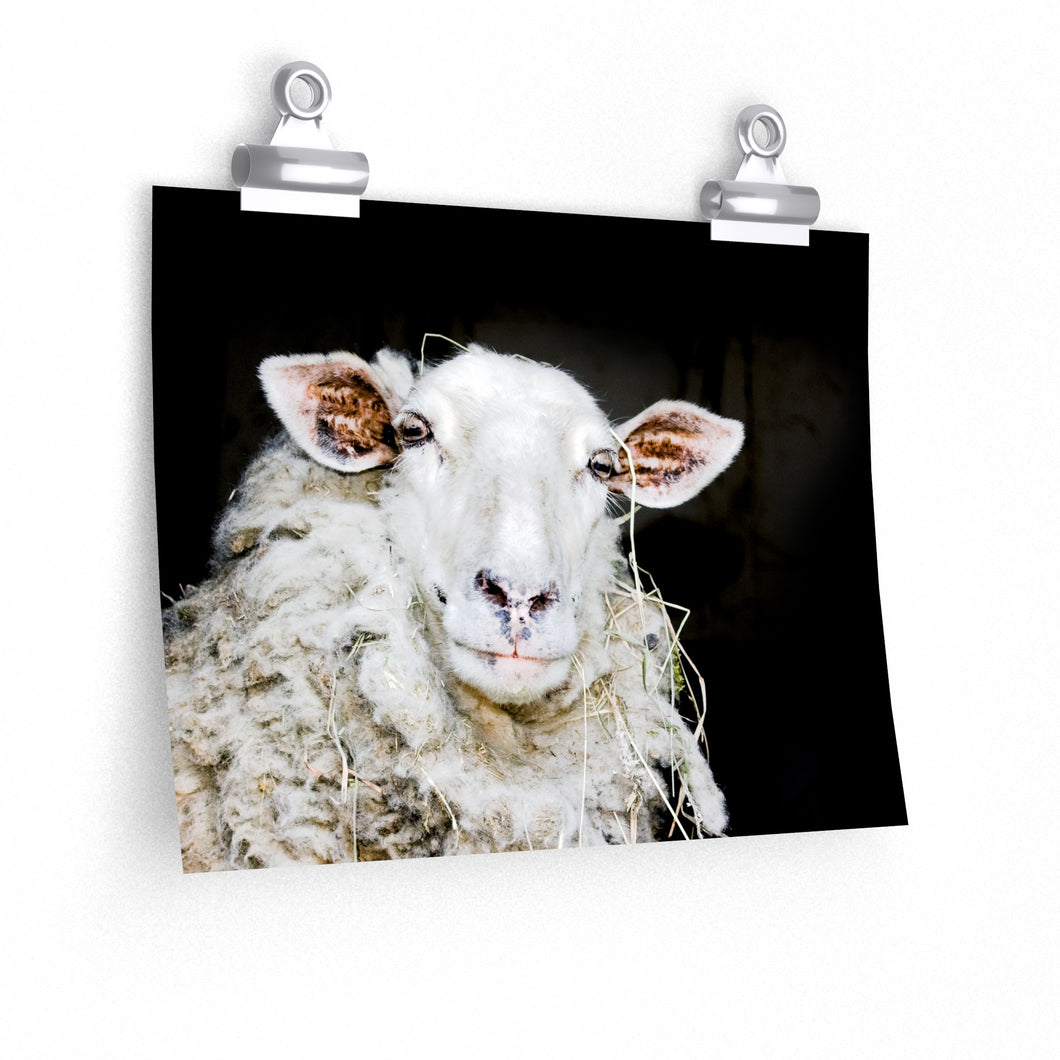 sheep photography print