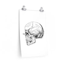 skull anatomy art print